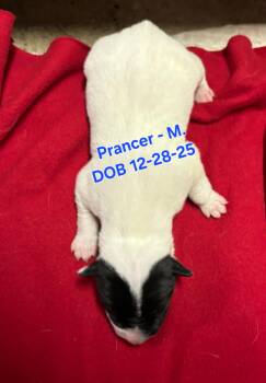 Australian Cattle Dog Blue Heeler and Border Collie Dogs Available for Adoption in Nucla, Colorado - Prancer | PetCurious