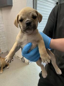 Pit Bull Terrier Dogs Available for Adoption in San Bernardino, California - GERALD | PetCurious