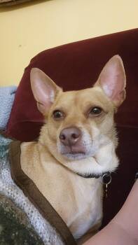 Ollie -  Chihuahua Dog for Adoption in Whitestown, Indiana - Ollie | PetCurious