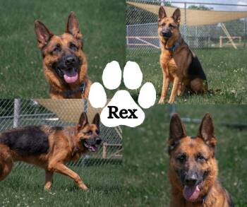 Rex -  German Shepherd Dog Dog for Adoption in Winchester, Kentucky - Rex | PetCurious