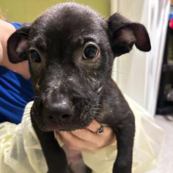 Pongo -  Mixed Breed Dog for Adoption in Englewood, Florida - Pongo | PetCurious