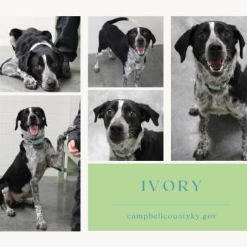 Rescue Pointer Dogs for Adoption in Melbourne, Kentucky - Ivory | PetCurious