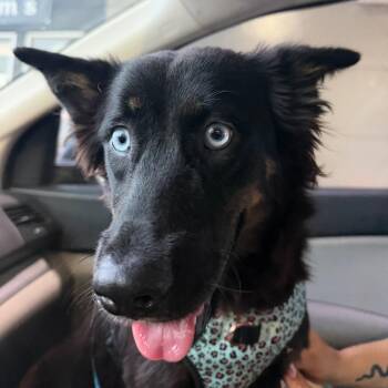 Scarlet - The Blue Eyed Babe -  Husky and Border Collie Dog Available for Adoption in Carolina, Carolina - Scarlet - The Blue Eyed Babe | PetCurious