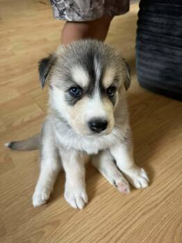 Nutmeg (Soccer Litter) -  Husky and Shepherd Dog for Adoption in Holly Springs, North Carolina - Nutmeg (Soccer Litter) | PetCurious