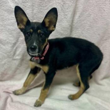 Leah -  Australian Cattle Dog Blue Heeler Dog for Adoption in Red Bluff, California - Leah | PetCurious