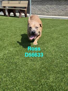 Ross -  Mixed Breed Dog for Adoption in Clarksville, Tennessee - Ross | PetCurious