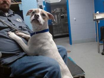 Pit Bull Terrier and Mixed Breed Dogs Available for Adoption in Albuquerque, New Mexico - RAIN | PetCurious