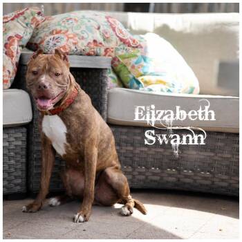 Elizabeth Swann -  Terrier Dog for Adoption in Sioux Falls, South Dakota - Elizabeth Swann | PetCurious