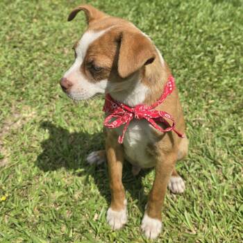 Boston Terrier and Chihuahua Dogs Available for Adoption in Tylertown, Mississippi - Taco | PetCurious
