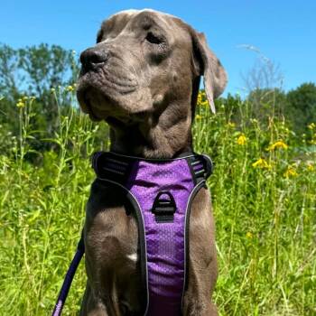 Ophelia -  Weimaraner and Mixed Breed Dog for Adoption in Pittsburg, Kansas - Ophelia | PetCurious