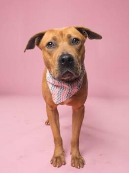 Centennial -  Mixed Breed Dog for Adoption in Atlanta, Georgia - Centennial | PetCurious