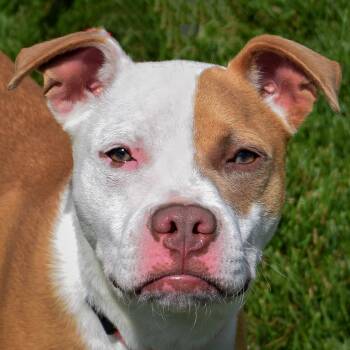 Sunny -  American Staffordshire Terrier and Boxer Dog for Adoption in Huntley, Illinois - Sunny | PetCurious