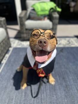 Rescue Mixed Breed Dogs for Adoption in Cincinnati, Ohio - Hairy Pawter | PetCurious