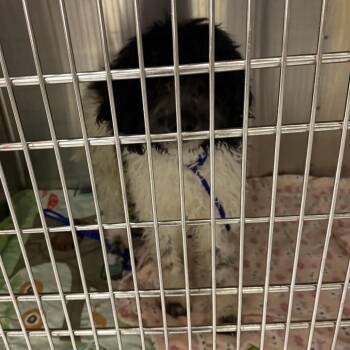 Standard Poodle and Mixed Breed Dogs Available for Adoption in Northbrook, Illinois - Pooty Poo | PetCurious
