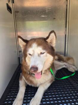 Rescue German Shepherd Dog Dogs for Adoption in Winder, Georgia - 2025-08-189*Axel* | PetCurious