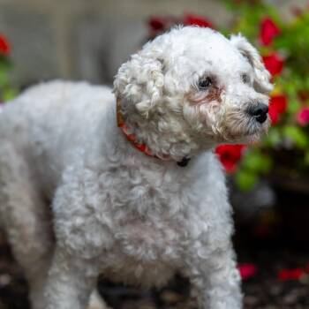 Rescue Bichon Frise Dogs for Adoption in Chester Springs, Pennsylvania - Tianna | PetCurious