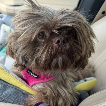 Yogi Ann Miller -  Shih Tzu Dog for Adoption in Plano, Texas - Yogi Ann Miller | PetCurious