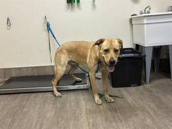 Rescue Labrador Retriever and Mixed Breed Dogs for Adoption in Pasadena, California - A525255 | PetCurious