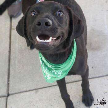 Louise -  Labrador Retriever and Retriever Dog for Adoption in Washington, District Of Columbia - Louise | PetCurious