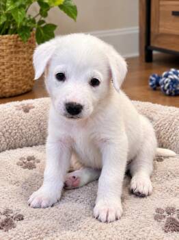 Happy -  Great Pyrenees and Cattle Dog Dog for Adoption in Orange, California - Happy | PetCurious