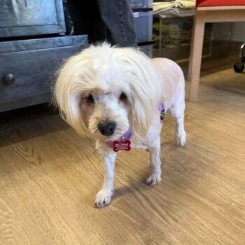 Sunglow 14203 -  Maltese Dog for Adoption in San Francisco, California - Sunglow 14203 | PetCurious