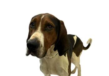 Treeing Walker Coonhound Dogs Available for Adoption - Bandit - Cat Friendly! | PetCurious