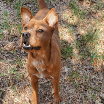 Rescue Carolina Dog Dogs for Adoption in Denison, Texas - Peanut | PetCurious