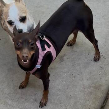 Cleopatra -  Miniature Pinscher Dog for Adoption in Las Vegas, Nevada - Cleopatra | PetCurious