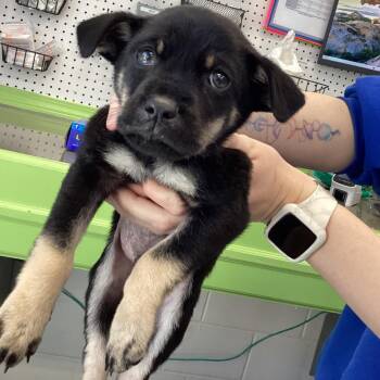 Terrier and Mixed Breed Dogs Available for Adoption - Jacket | PetCurious