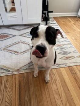 Treasure -  Mixed Breed Dog for Adoption in Atlanta, Georgia - Treasure | PetCurious