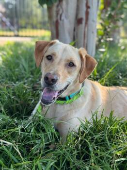 Rescue Labrador Retriever Dogs for Adoption in Holly Springs, North Carolina - Copper Aka Dash | PetCurious