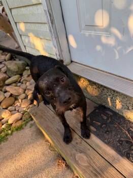 Rescue Terrier Dogs for Adoption in Newnan, Georgia - Donut | PetCurious