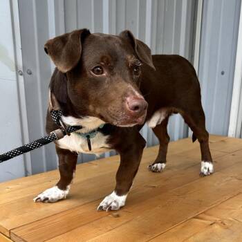 Basset Hound and Mixed Breed Dogs Available for Adoption in Union, Missouri - Koda K2 | PetCurious