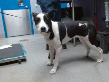 Border Collie and Mixed Breed Dogs Available for Adoption in Albuquerque, New Mexico - BABY | PetCurious