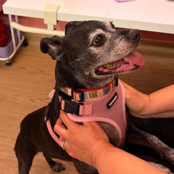 Manila 14477 -  Pug and Boston Terrier Dog for Adoption in San Francisco, California - Manila 14477 | PetCurious