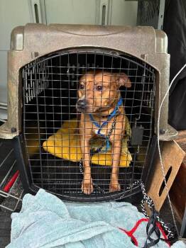 Kirk -  Mixed Breed Dog for Adoption in Rochester, New York - Kirk | PetCurious