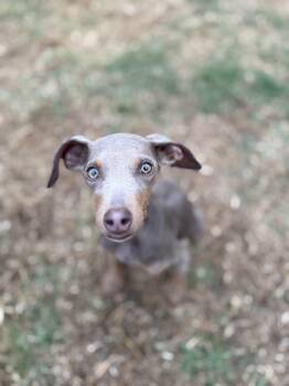 Doberman Pinscher Dogs Available for Adoption - Polly | PetCurious