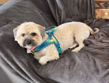 Benji -  Havanese Dog for Adoption - Benji | PetCurious