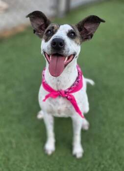 Mixed Breed Dogs Available for Adoption in Columbia, South Carolina - HOLLIS | PetCurious