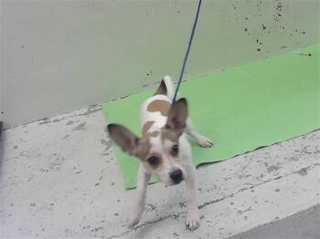 SIMBA -  Chihuahua and Mixed Breed Dog for Adoption in Houston, Texas - SIMBA | PetCurious