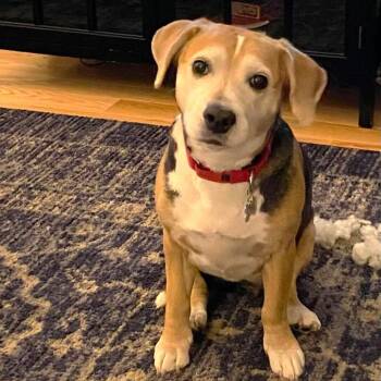 Beagle and Mixed Breed Dogs Available for Adoption in State College, Pennsylvania - Poppy | PetCurious