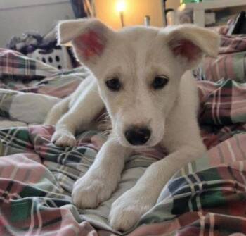 Husky and Labrador Retriever Dogs Available for Adoption in Calgary, Alberta - Mocha | PetCurious