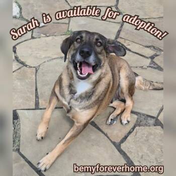 Rescue Labrador Retriever Dogs for Adoption in Plano, Texas - Sarah Bee | PetCurious