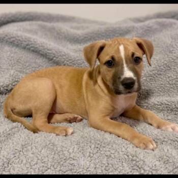 Dolly Parton -  Pit Bull Terrier and Mixed Breed Dog for Adoption in Shorewood, Illinois - Dolly Parton | PetCurious