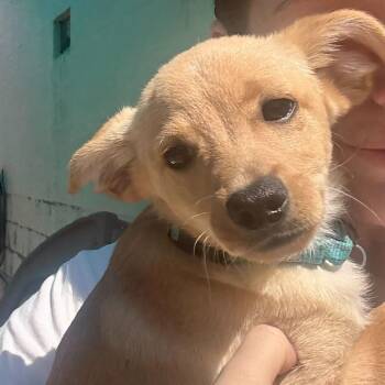 Mixed Breed Dogs Available for Adoption - Benji | PetCurious