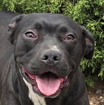 Exotic Ms Ebony - Delightful -  American Staffordshire Terrier Dog for Adoption in North Valley, New Mexico - Exotic Ms Ebony - Delightful | PetCurious