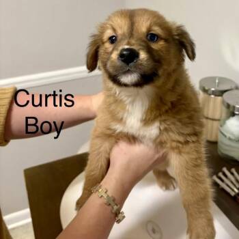 Mixed Breed Dogs Available for Adoption - Curtis | PetCurious