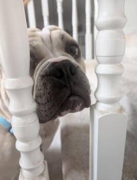 Java -  English Bulldog Dog for Adoption in Beaverton, Oregon - Java | PetCurious