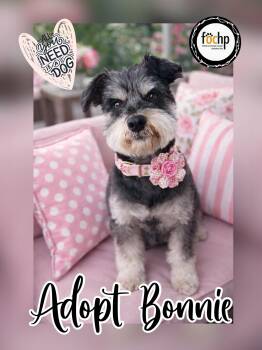 Schnauzer Dogs Available for Adoption - Bonnie | PetCurious