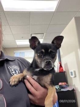 Chug -  Chihuahua and Pug Dog for Adoption in North Richland Hills, Texas - Chug | PetCurious